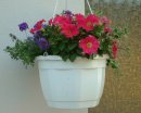 Blumenampel