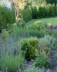 staudenbeet im bauerngarten